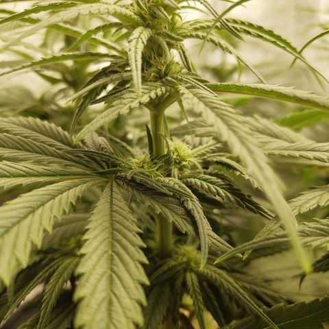 Ice growlog photo: - 21:00