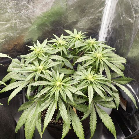 Special Queen #1 growlog photo: - 21:00
