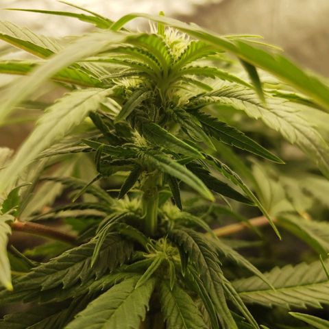 Special Queen #1 growlog photo: - 21:00