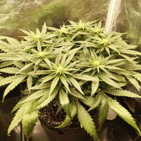 Special Queen #1 growlog photo: - 22:00