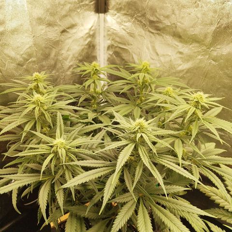 Ice growlog photo: - 22:00