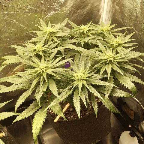 Special Queen #1 growlog photo: - 22:00