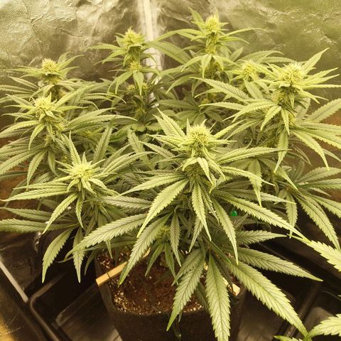 Ice growlog photo: - 22:00