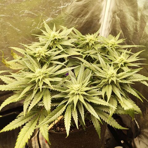 Special Queen #1 growlog photo: - 19:15