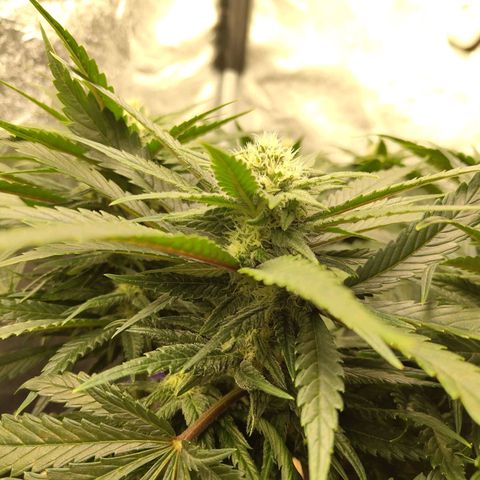 Special Queen #1 growlog timeline photo