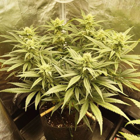 Ice growlog photo: - 19:15