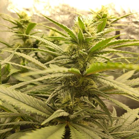 Ice growlog timeline photo