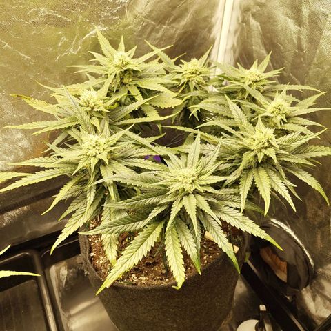 Special Queen #1 growlog photo: - 21:30