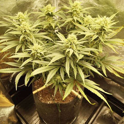 Ice growlog photo: - 21:30