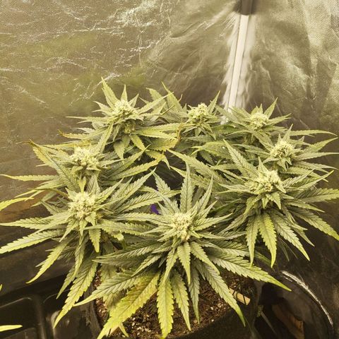 Special Queen #1 growlog photo: - 19:15