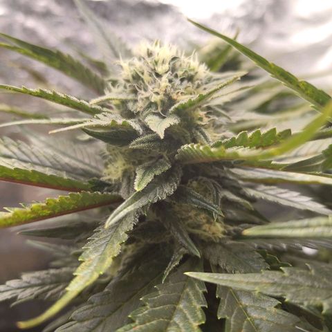 Special Queen #1 growlog photo: - 19:15