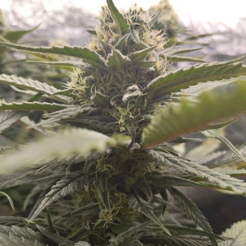Ice growlog photo: - 19:15