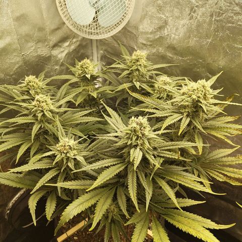 Ice growlog photo: - 19:15