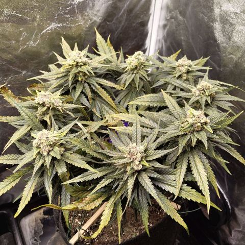 Special Queen #1 growlog photo: - 02:20