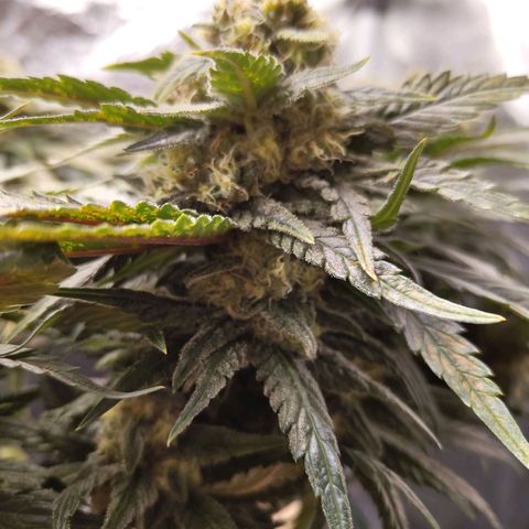 Special Queen #1 growlog timeline photo