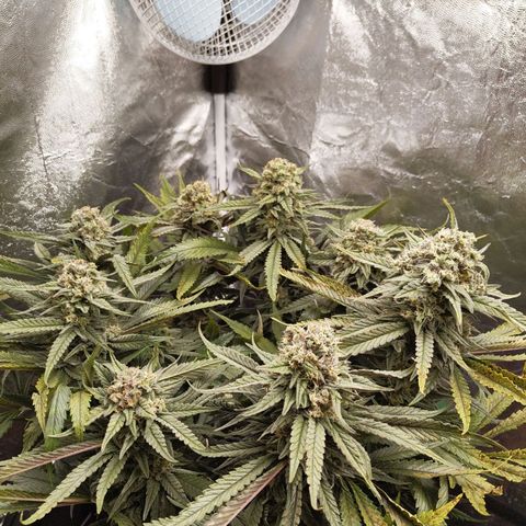 Ice growlog photo: - 02:20