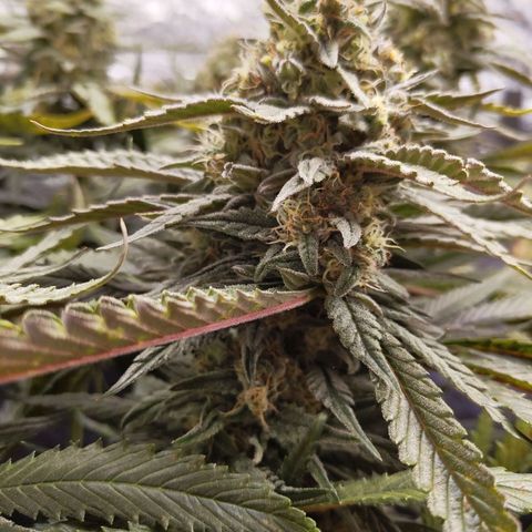 Ice growlog timeline photo