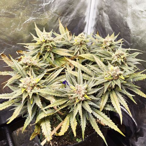Special Queen #1 growlog photo: - 00:15