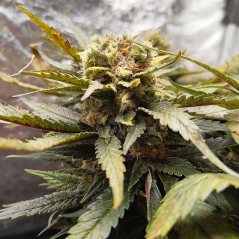 Special Queen #1 growlog photo: - 00:15