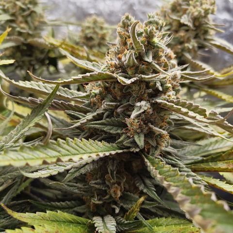 Ice growlog photo: - 00:15