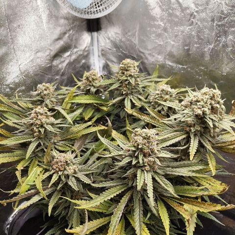Ice growlog photo: - 00:15