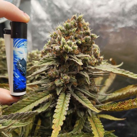 Ice growlog timeline photo