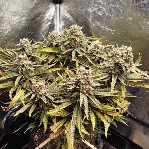 Ice growlog photo: - 14:00
