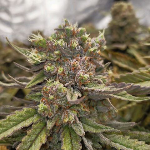 Ice growlog timeline photo