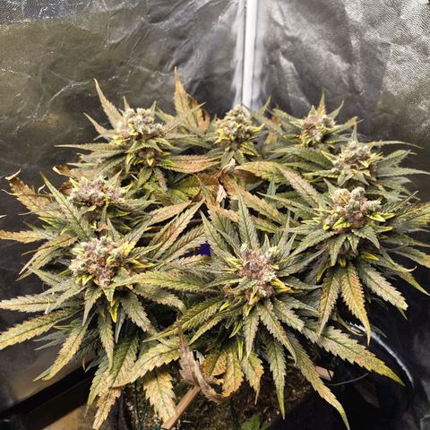 Special Queen #1 growlog photo: - 14:00