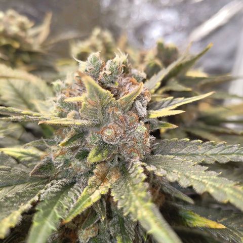 Special Queen #1 growlog timeline photo