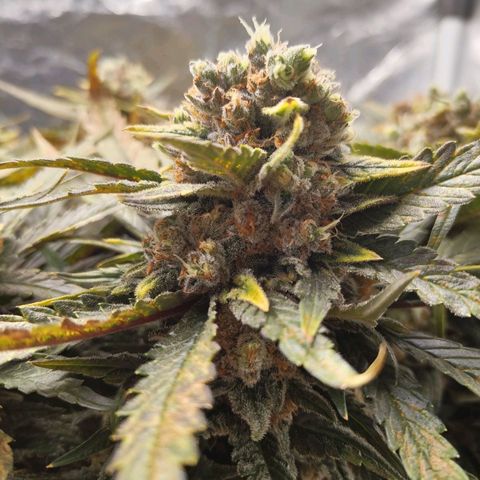 Special Queen #1 growlog timeline photo