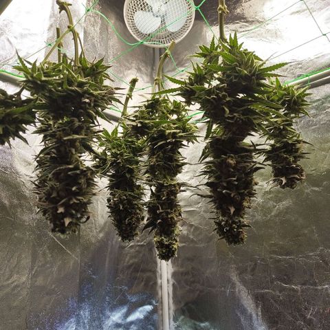 Ice growlog timeline photo
