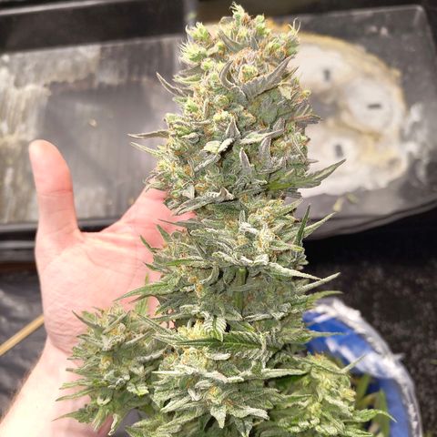Ice growlog timeline photo