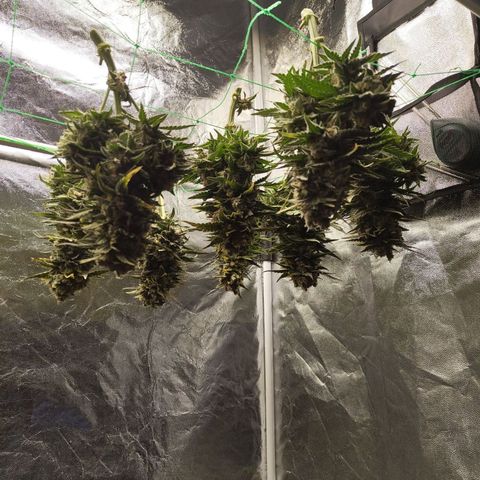 Special Queen #1 growlog timeline photo