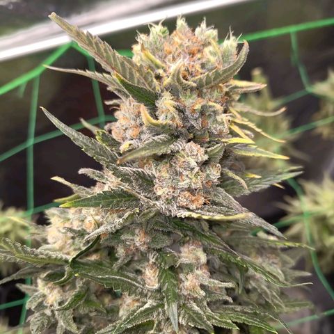 Special Queen #1 growlog timeline photo