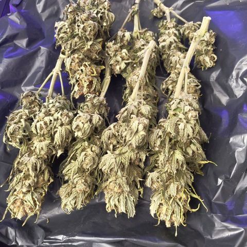 Special Queen #1 growlog timeline photo