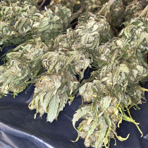 Special Queen #1 growlog timeline photo