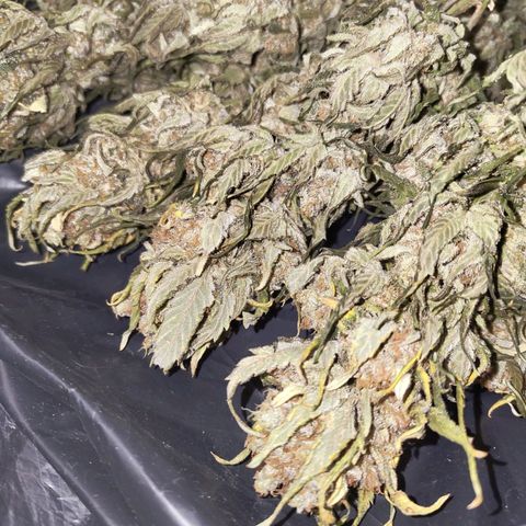 Special Queen #1 growlog timeline photo