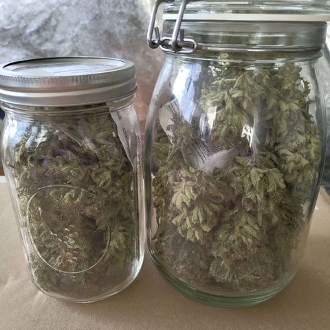 Ice growlog timeline photo