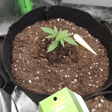 MJ #3 growlog timeline photo