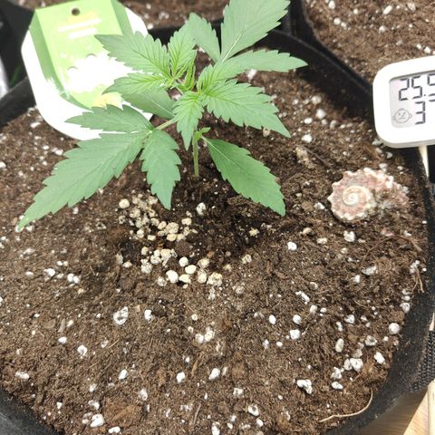 Ivory #1 growlog timeline photo