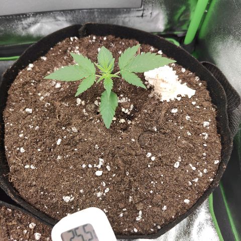 Cicoria #3 growlog timeline photo