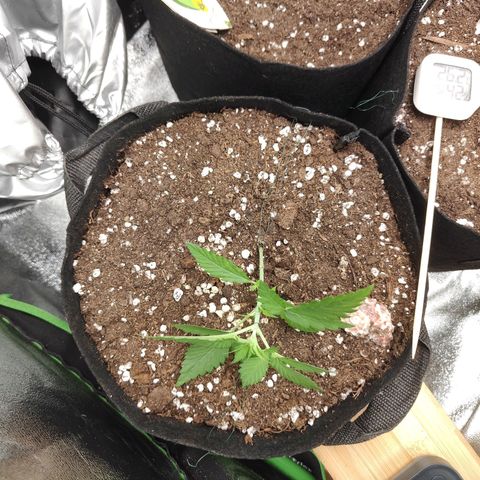 Ivory #1 growlog timeline photo