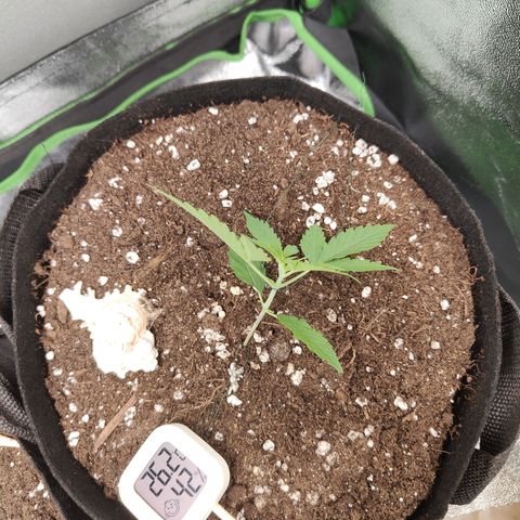 Cicoria #3 growlog timeline photo