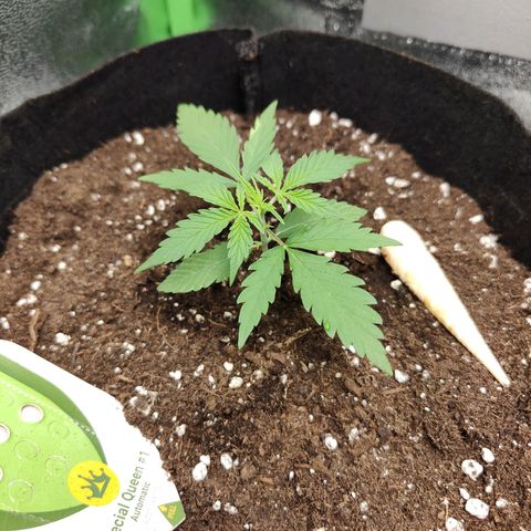 MJ #3 growlog timeline photo
