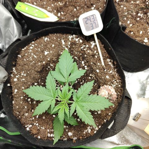 Ivory #1 growlog timeline photo