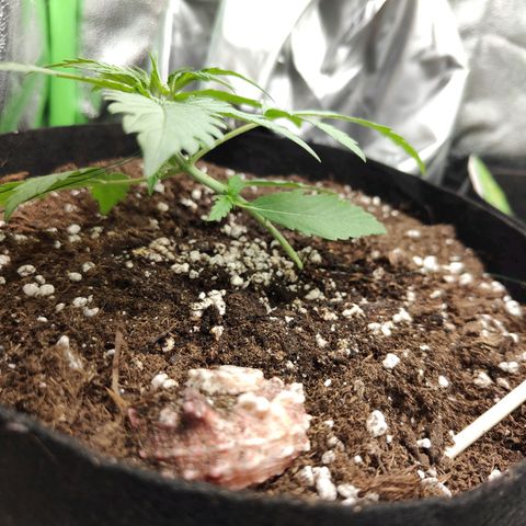 Ivory #1 growlog timeline photo
