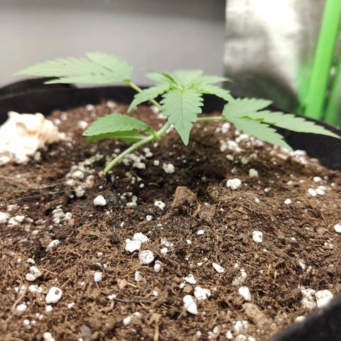 Cicoria #3 growlog timeline photo