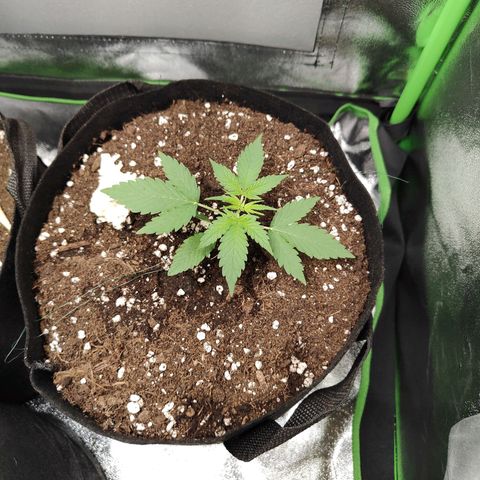 Cicoria #3 growlog timeline photo