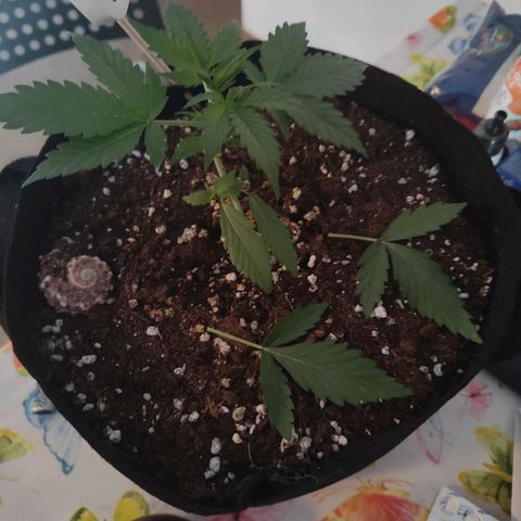 Ivory #1 growlog timeline photo
